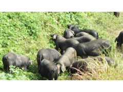 彝族放养黑猪肉，肥而不腻，不爆油